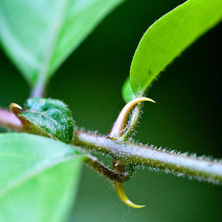 Cat's Claw botanical