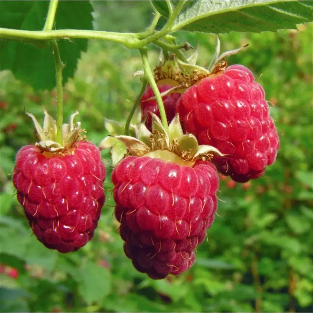 Red Raspberry