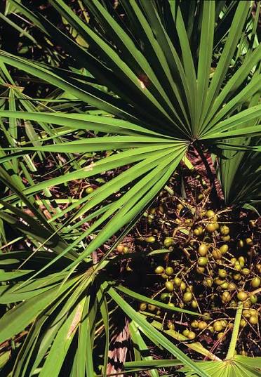 Saw Palmetto berries