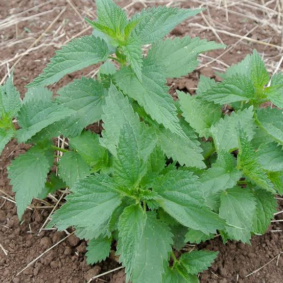Stinging Nettle leaves